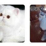 Top Questions About Persian Kittens Answered