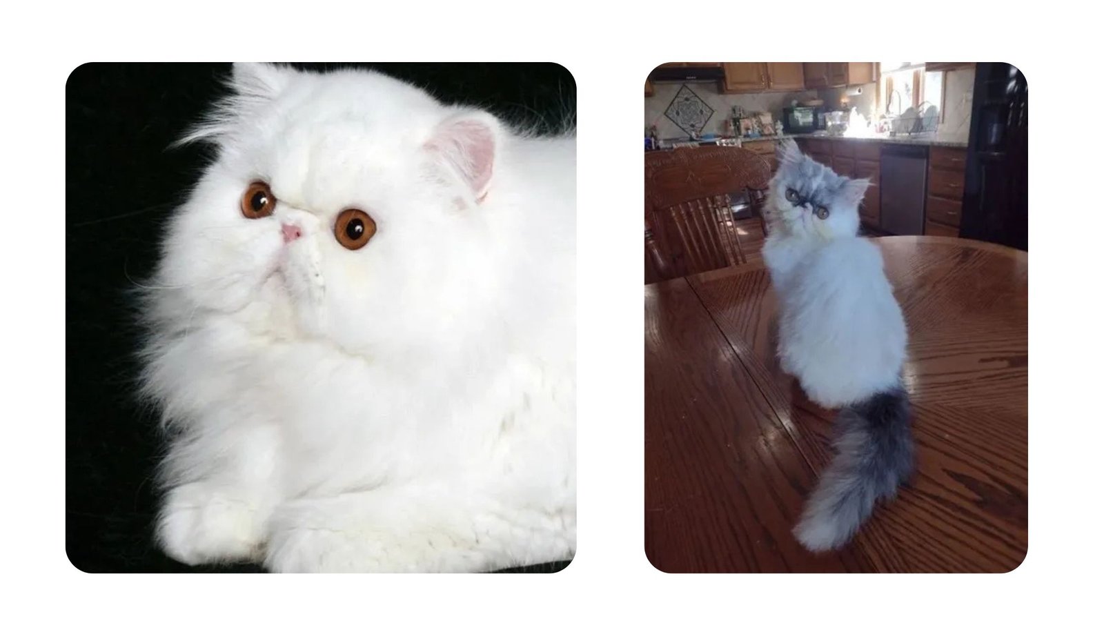 Top Questions About Persian Kittens Answered 