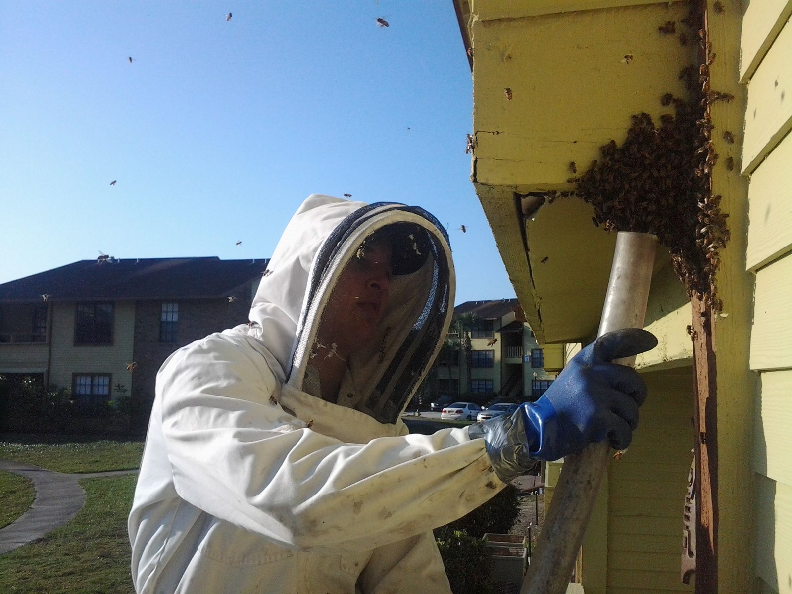 Can Bees Damage Home Insulation Materials