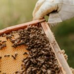 Wooden Beehives and Thermal Beehives: A Guide for Beekeepers