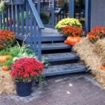 bouquets-bright-autumn-chrysanthemum-flowers-adorn-entrance-group-cafe-with-pumpkins_1048944-29148146