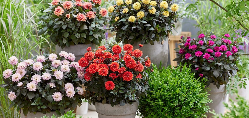 Why These 5 New Plants in Australia Are Gardeners’ Favourites