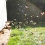 Queen Bee and Beekeeping Supplies: Building a Strong Hive