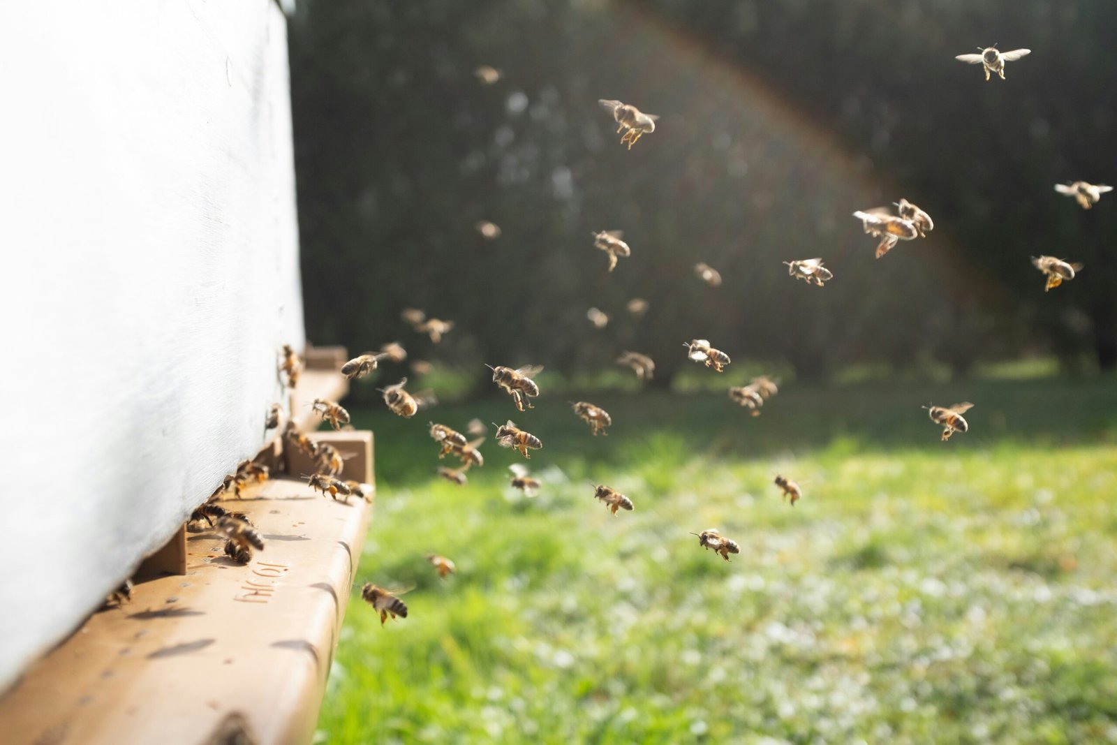 Queen Bee and Beekeeping Supplies: Building a Strong Hive