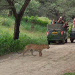 Leopard Safari Jaipur​