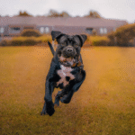 How to Train a Cane Corso Puppy for Good Behavior?