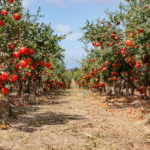Pomegranate Tree for Sale: Tips for Growing Healthy and Productive Trees
