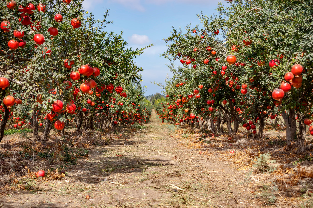 Pomegranate Tree for Sale: Tips for Growing Healthy and Productive Trees