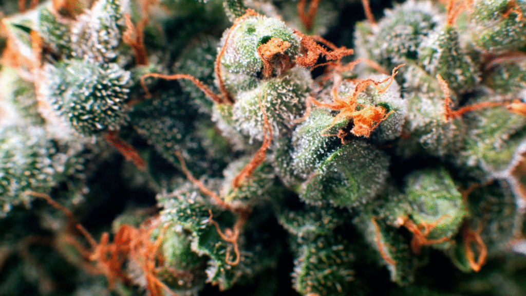 Discover KushyKush Recreational Dispensary in South Milwaukee