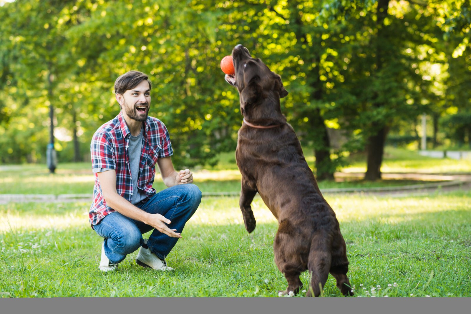 Reiki Healing Singapore and the Role of a Dog Training School