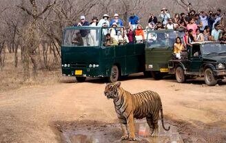 Safari Booking in Ranthambore National Park – A Complete Guide
