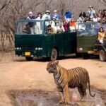 Ranthambore national park safari booking