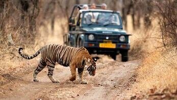 Ranthambore jungle safari booking