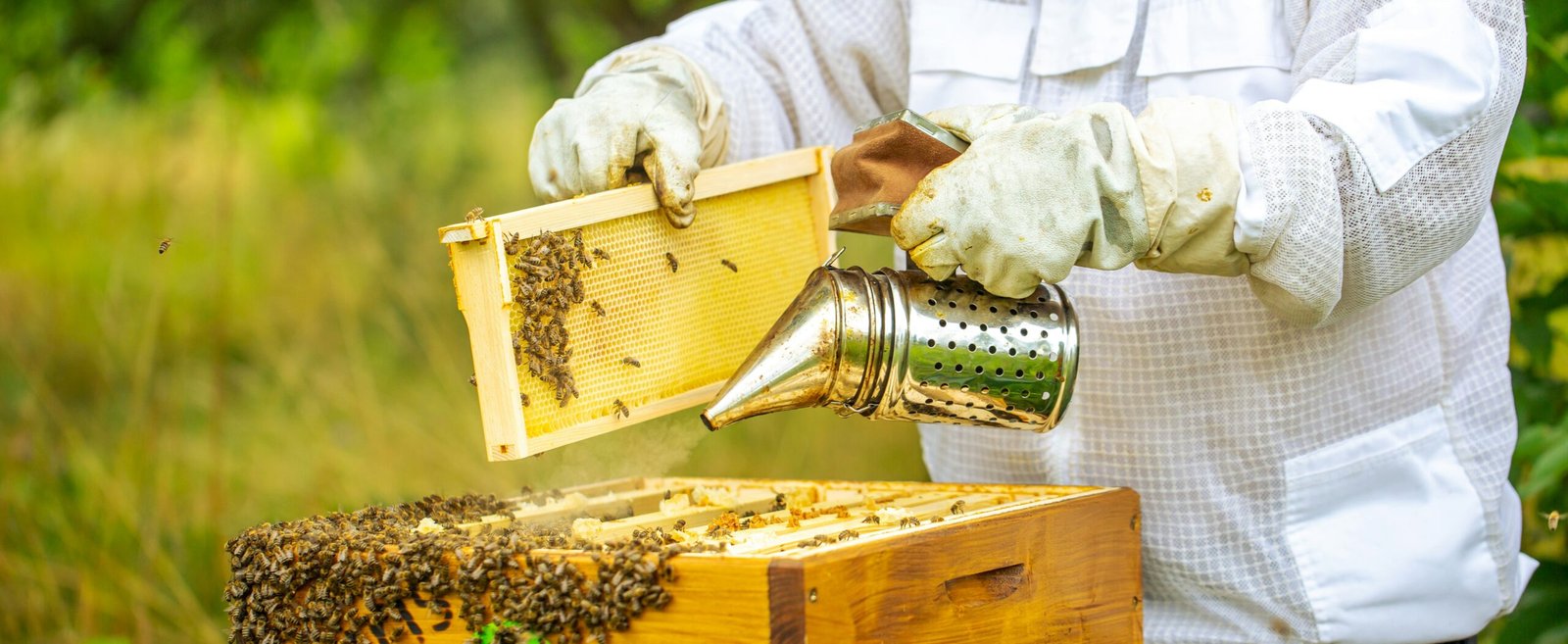 Honey Storage Tank and Honey Extractors: Essential Tools for Modern Beekeeping