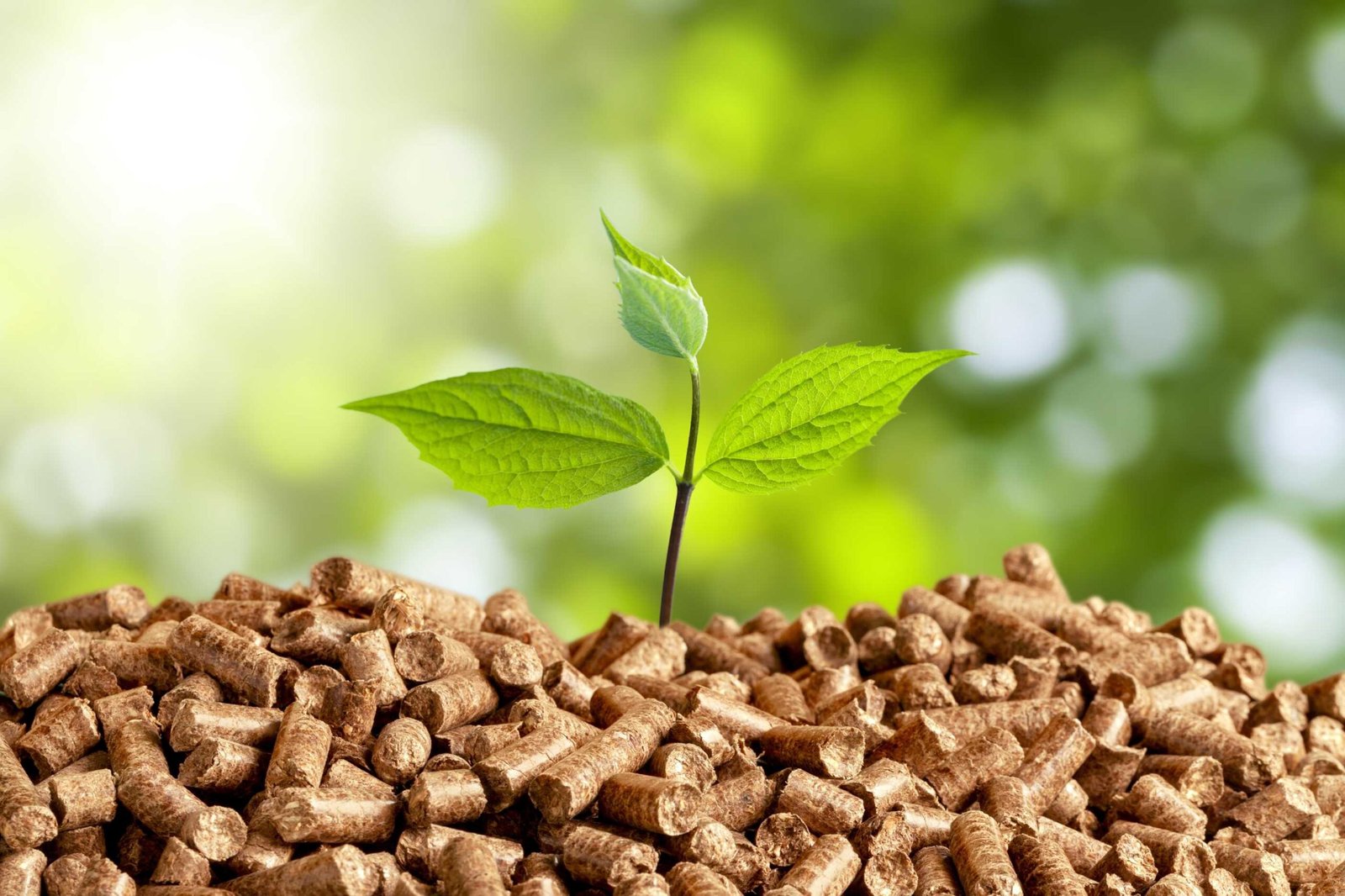 What Is Biological Fertilizer and How Does It Improve Soil Health Naturally
