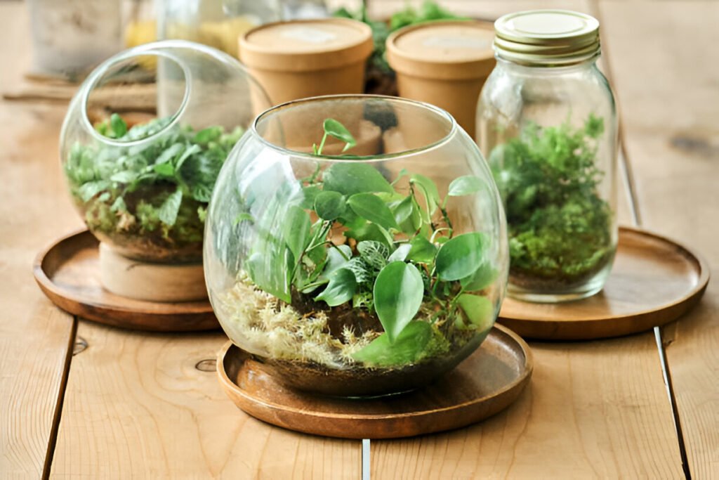 Understanding Terrarium Plants and Care in Singapore