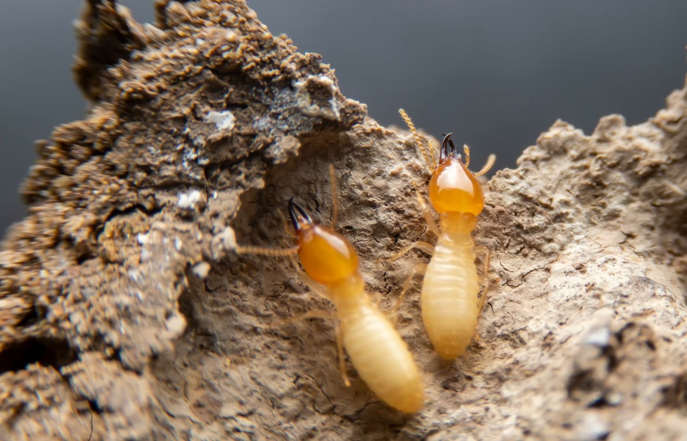 termites