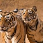 Ranthambhore Weekend Tour