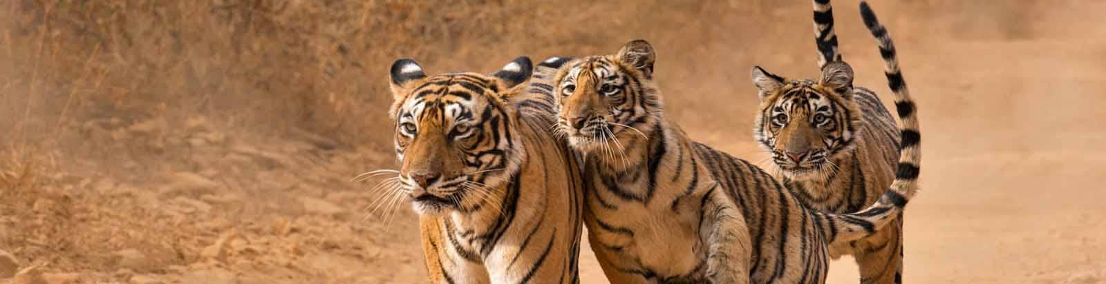Ranthambhore Weekend Tour