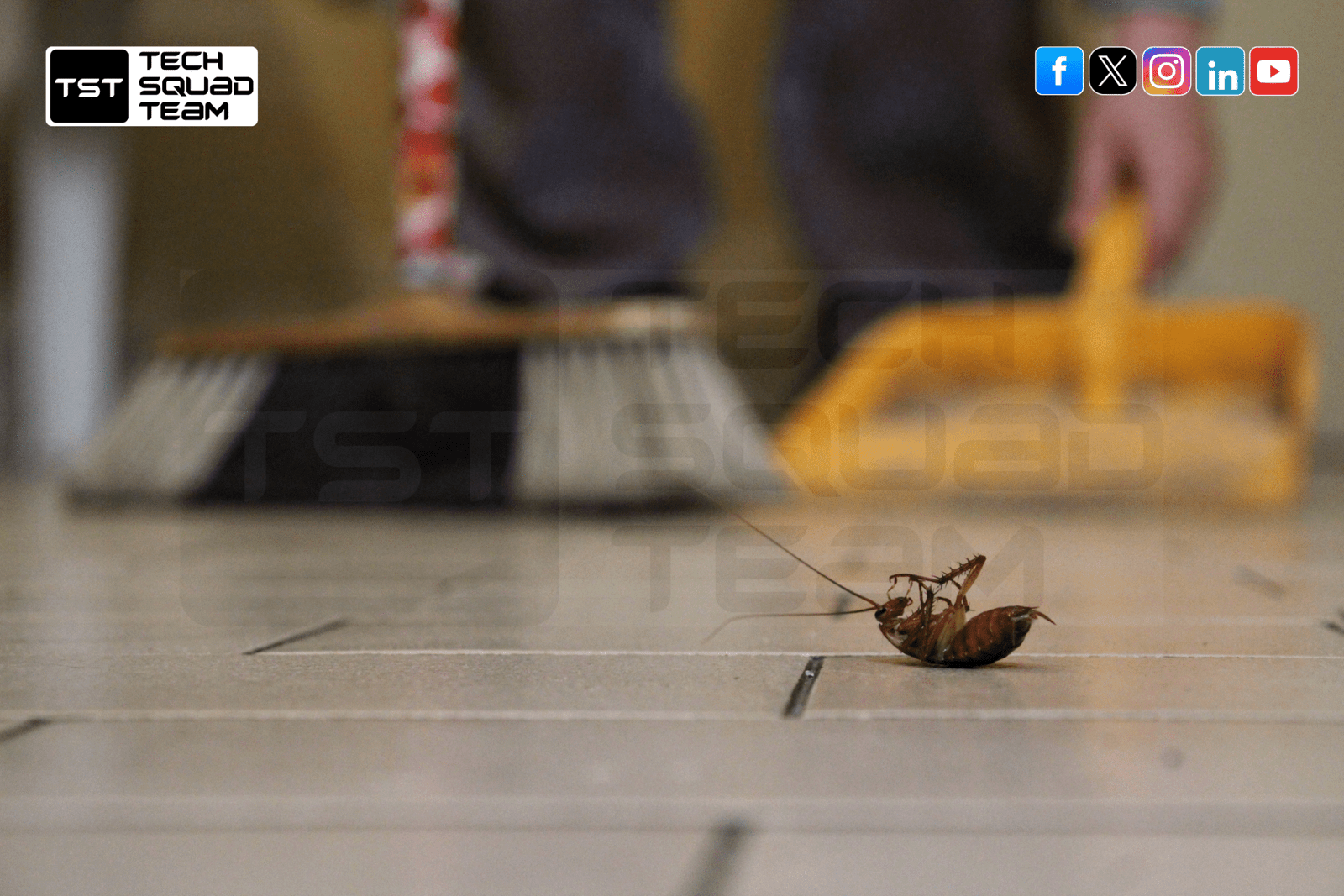 Safe Cockroach Control Services | Get Rid of Roaches at Home