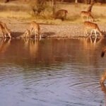 Ranthambore National Park tour packages
