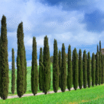 Why Italian Cypress Trees Are Popular In Mediterranean Landscapes