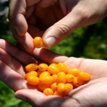 Sea Buckthorn Products