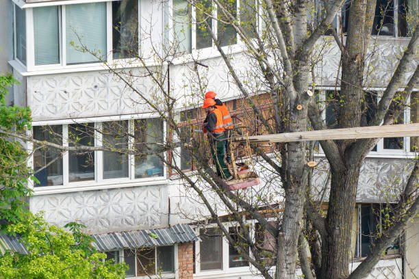 The Importance of Hiring Professional Commercial Tree Services for Your Business Property