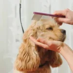 Top Cocker Spaniel Grooming Styles for Every Dog