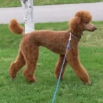 Perfect Poodle Haircut Tips from a Mobile Dog Groomer