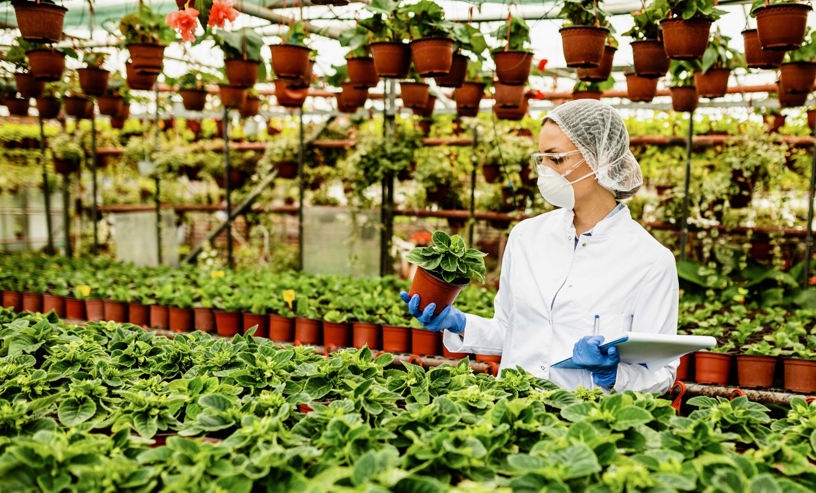 pest control plants for vegetable gardens