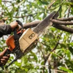 The Importance of Hiring Professional Emergency Tree Services