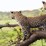 Ranthambore National Park weekend package