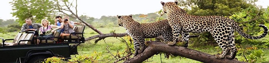 Ranthambore National Park weekend package