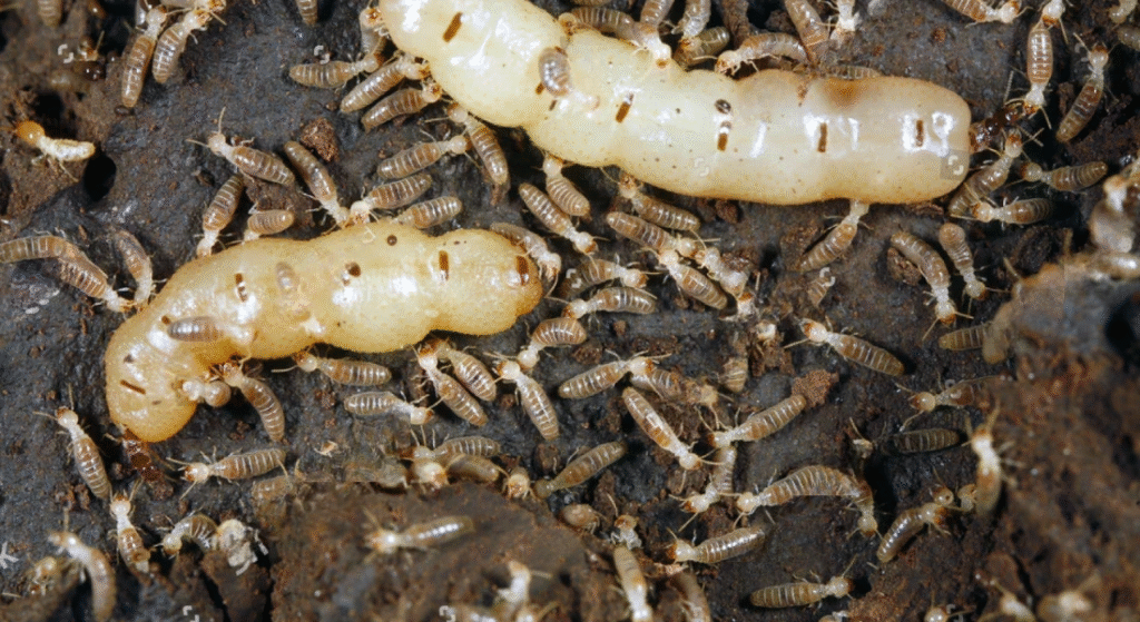 Understanding Perth’s Most Common Pests and How to Keep Them Away | Fix4U Pest and Termite Control