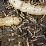 Understanding Perth’s Most Common Pests and How to Keep Them Away | Fix4U Pest and Termite Control