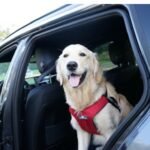 Pet Taxi from Paris to London: Your Ultimate Guide