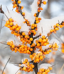 Biosash Sea Buckthorn