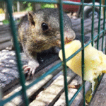 Effective Rodent Control In Naperville And Aurora – Protect Your Home and Business from Infestations