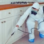 Cockroach Control Hamilton