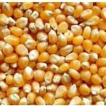 Best Corn Grits Manufacturer in India: Top Quality and Reliability