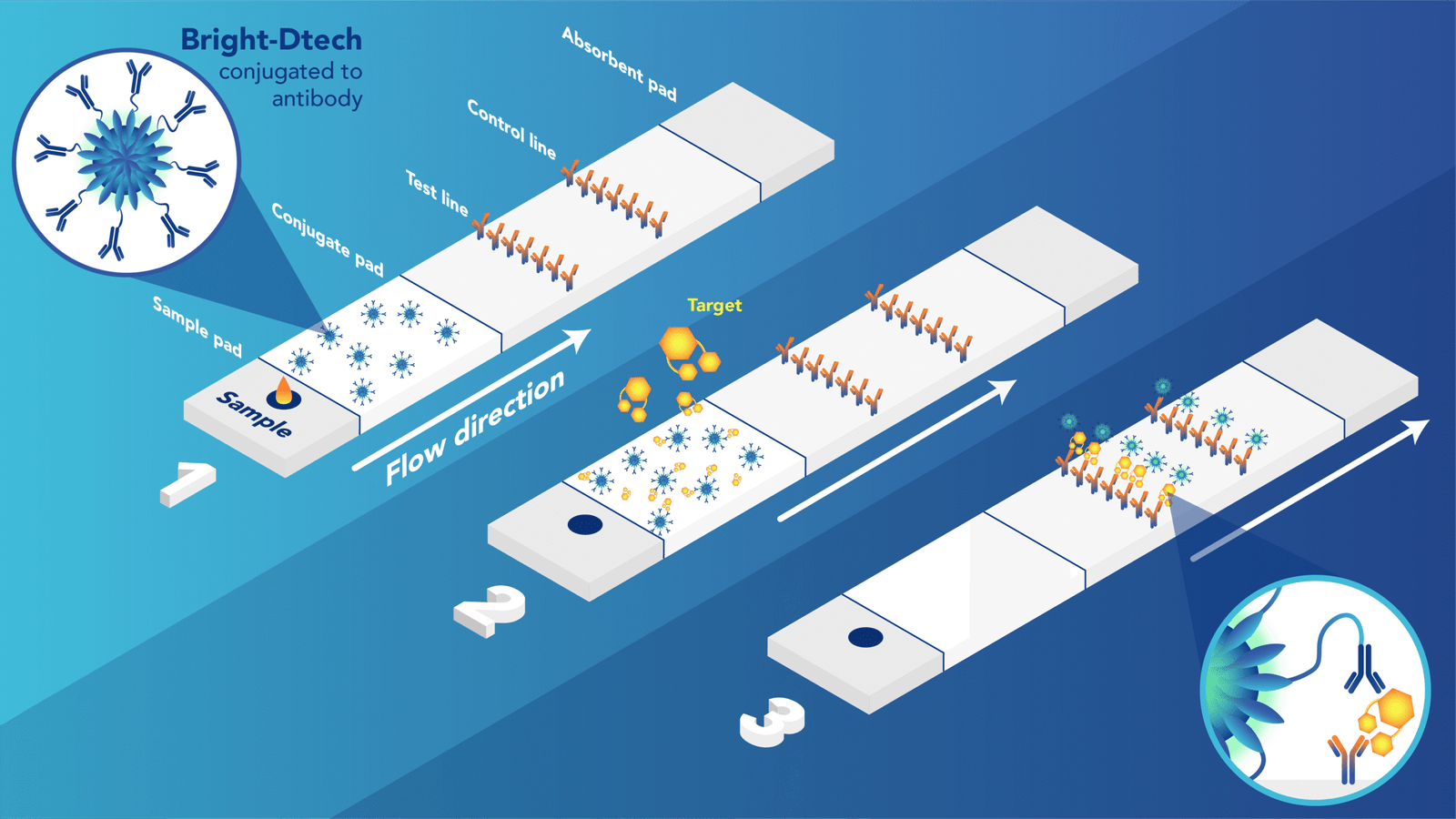 Lateral Flow Assay Market Report 2025 | Size, Growth, and Forecast by 2033