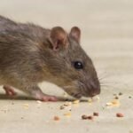 Rat Control Surrey