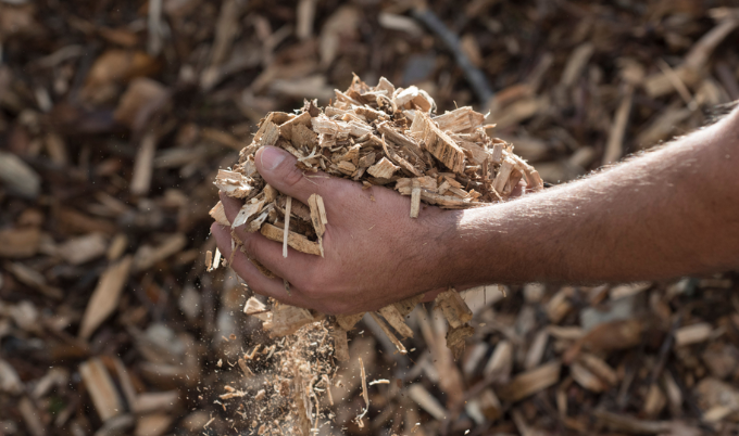 Wood Chips Market Trends, Growth, and Forecast 2025-2033