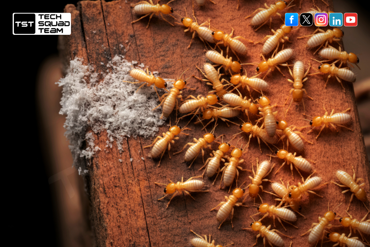 termite treatment Chennai